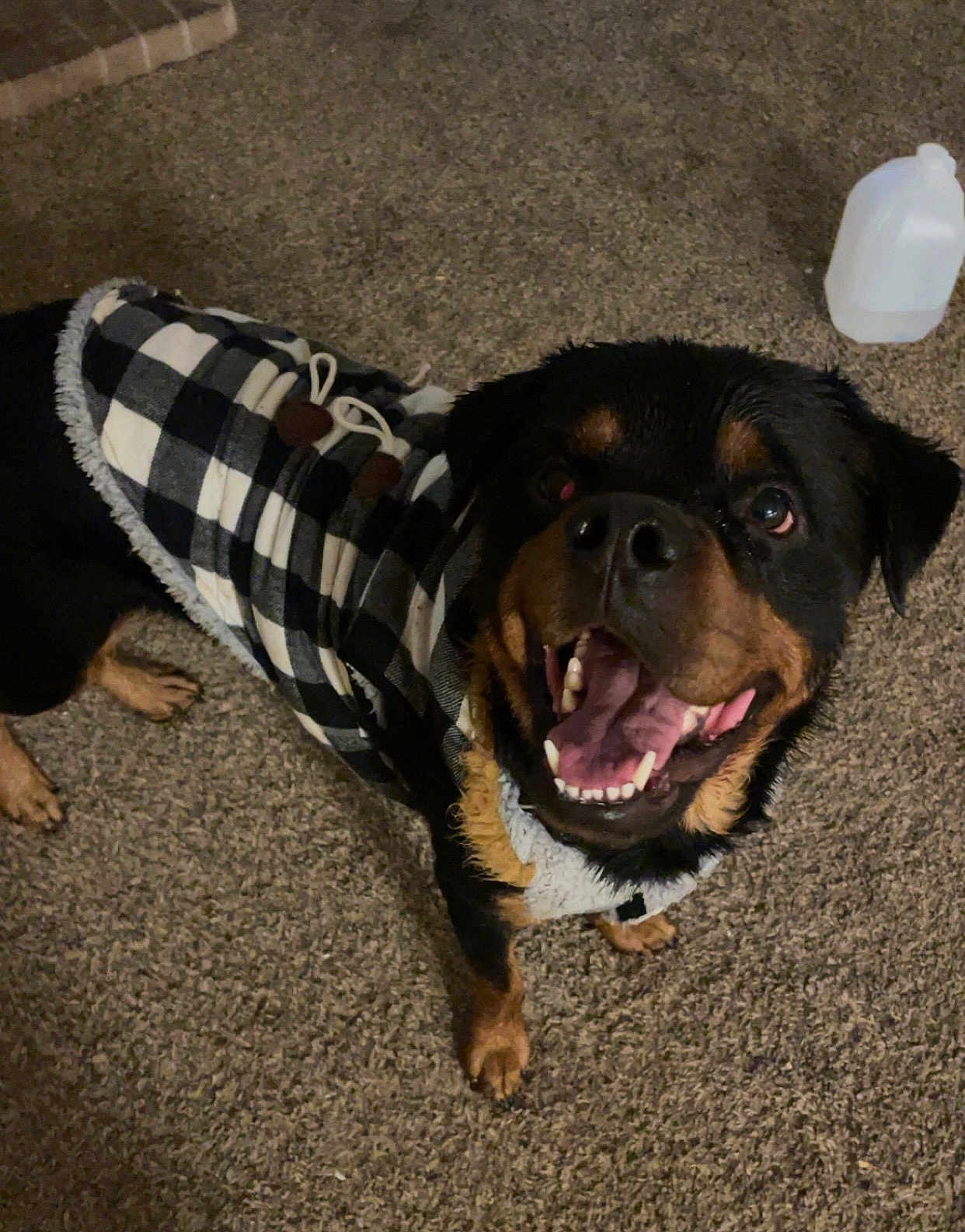 Bear