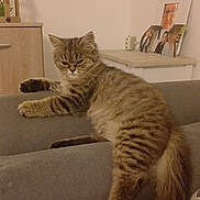 Anayah participe au concours pour gagner de l'argent avec cette photo : cat, tabby, feline, indoor, sofa, furniture, relaxed, fluffy, pet, striped, tail, paw, home, cabinet, birdcage, photograph, picture_frame, living_room, resting, cozy