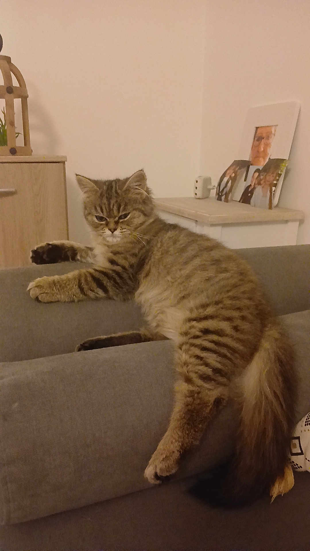 Anayah participe au concours pour gagner de l'argent avec cette photo : cat, tabby, feline, indoor, sofa, furniture, relaxed, fluffy, pet, striped, tail, paw, home, cabinet, birdcage, photograph, picture_frame, living_room, resting, cozy