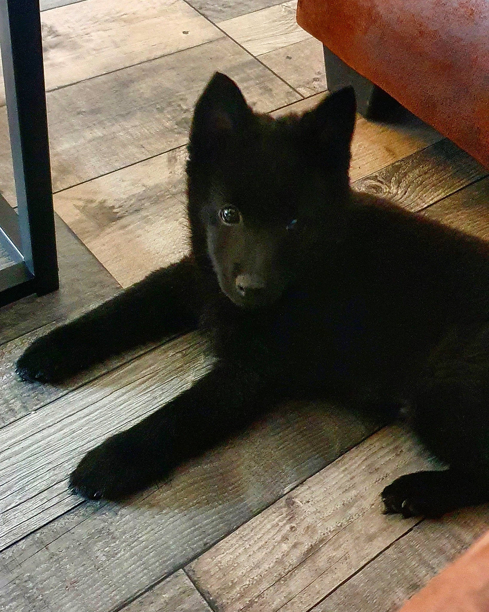 Rick participe au concours pour gagner de l'argent avec cette photo : black, black_cat, bombay, carnivore, cat, felidae, floor, flooring, fur, hardwood, laminate_flooring, mat, small_to_medium_sized_cats, snout, tail, terrestrial_animal, vertebrate, whiskers, wood_flooring, wood_stain