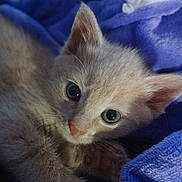 Ares is registered to the contest to win money with this photo: kitten, cat, animal, pet, furry, cute, closeup, portrait, indoor, blanket, purple, soft, whiskers, ears, paw, young, fur, sleepy, cozy, domestic