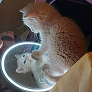 Ares joined the competition — help win amazing prizes! animal, blue_eyes, cat, close_up, cozy, crouching, curious, cute, feline, fluffy, indoor, kitten, light_ring, looking, mirror, paw, pet, reflection, soft_fur, young