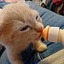 animal, bottle, cat, close_up, cozy, cute, drinking, feeding, furry, indoor, jeans, kitten, lap, mammal, orange_cat, paws, pet, soft, whiskers, young