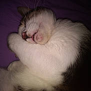 Larry is registered to the contest to win money with this photo: animal, cat, closeup, cozy, cute, domestic_cat, feline, fur, indoor, muzzle, nap, paw, pet, purple_background, relaxed, resting, sleeping, soft, tongue, whiskers