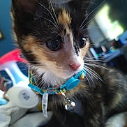 Reba is registered to the contest to win money with this photo: animal, bell, blurred_background, calico, cat, closeup, collar, curious, cute, domestic, eyes, face, fur, head, indoor, kitten, pet, soft_light, whiskers, young