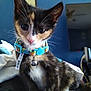 Reba joined the competition — help win amazing prizes! animal, bell, blue_wall, calico, cat, close_up, collar, curious, cute, domestic, feline, fur, household, indoor, kitten, pet, portrait, sitting, whiskers, young