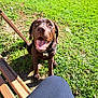 animal, backyard, bench, canine, dog, furniture, grass, hound, labradorretriever, lawn, nature, outdoors, park, pet, plant, pointer, puppy, summer, wood, yard