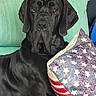 american_flag, black_dog, black_fur, canine, close_up, couch, dog, droopy_ears, furniture, indoors, large_dog, mastiff, pet, photography, pillow, portrait, sad_expression, sitting, stars_and_stripes, teary_eyes