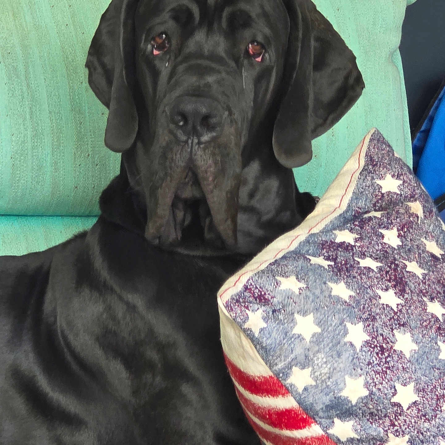Aristote