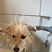 Maggie joined the competition — help win amazing prizes! dog, wet, bathtub, fur, water, indoor, pet, bath, sad, animal, closeup, face, canine, ears, snout, expression, home, white, faucet, shower