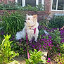 Maggie joined the competition — help win amazing prizes! dog, white_dog, pink_harness, leash, purple_flowers, garden, plants, greenery, brick_wall, window, sunlight, outdoor, pet, flora, nature, flower_bed, canine, leash_clip, daytime, shrubbery
