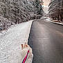Maggie joined the competition — help win amazing prizes! dog, leash, snow, road, trees, winter, outdoor, nature, forest, walk, pet, cold, frost, landscape, path, canine, scenic, seasonal, morning, sky