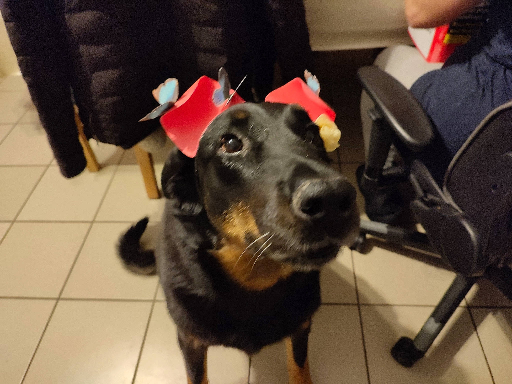 Janna a rejoint le concours — aidez-le/la à gagner de superbes lots ! carnivore, chair, collar, companion_dog, dog, dog_breed, dog_collar, dog_supply, fashion_accessory, flooring, fur, guard_dog, leash, personal_protective_equipment, pet_supply, snout, tile_flooring, waste_container, whiskers, working_animal