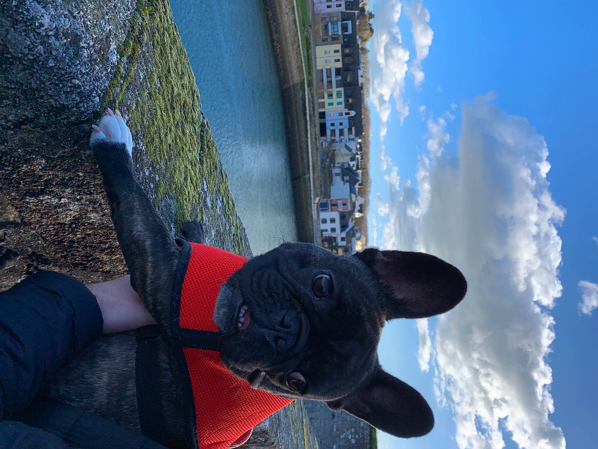 Rubis participe au concours pour gagner de l'argent avec cette photo : azure, blue, carmine, cloud, dog, electric_blue, foot, grey, human_leg, leisure, line, recreation, sculpture, sky, snout, tree, water, window, winter, world