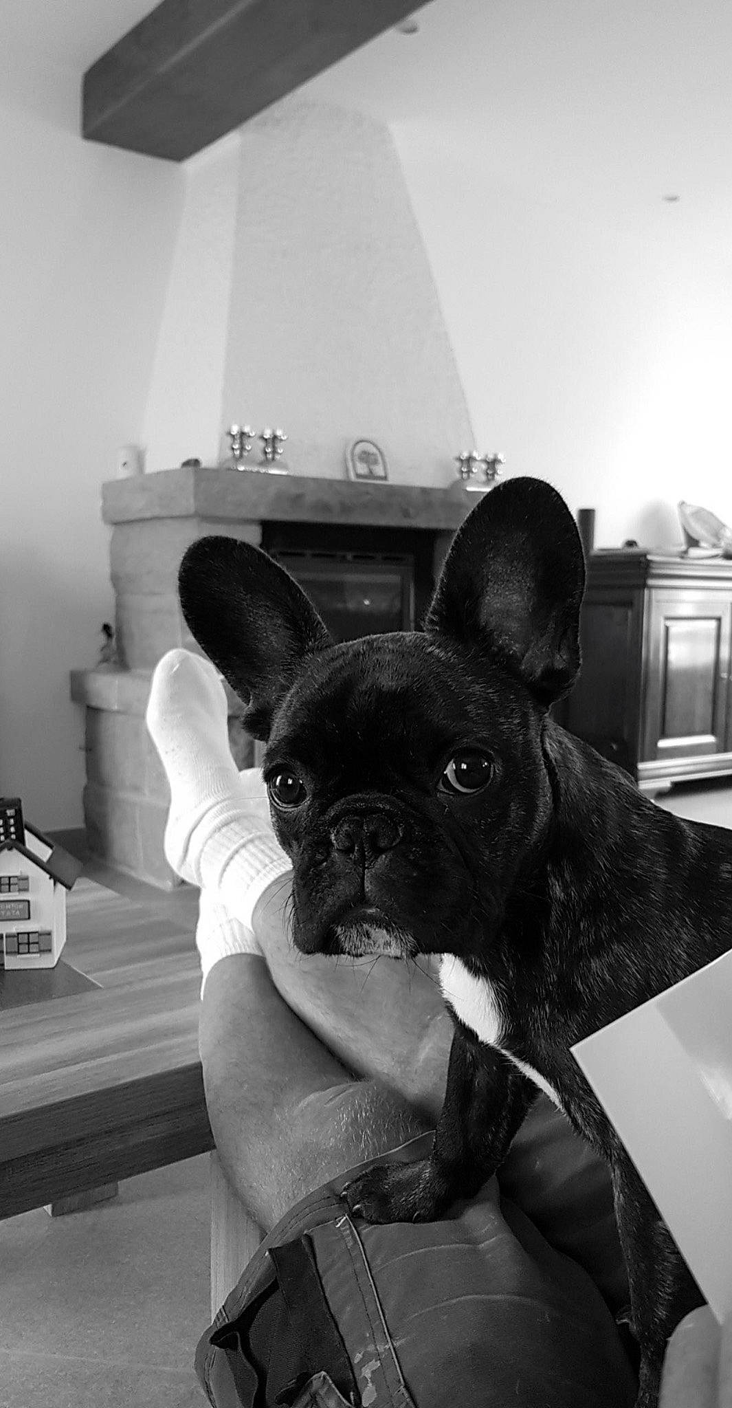 Rubis a rejoint le concours — aidez-le/la à gagner de superbes lots ! black, bulldog, canidae, carnivore, comfort, companion_dog, dog, dog_breed, ear, eye, fawn, flooring, french_bulldog, monochrome, monochrome_photography, snout, sporting_group, toy_dog, whiskers, working_animal