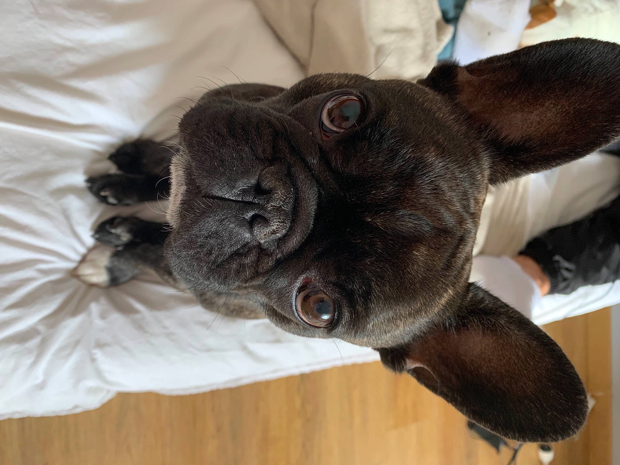 Rubis participe au concours pour gagner de l'argent avec cette photo : carnivore, collar, companion_dog, dog, dog_breed, dog_collar, ear, fashion_accessory, fawn, fur, liver, non_sporting_group, plant, sculpture, snout, sporting_group, terrestrial_animal, whiskers, working_animal, wrinkle