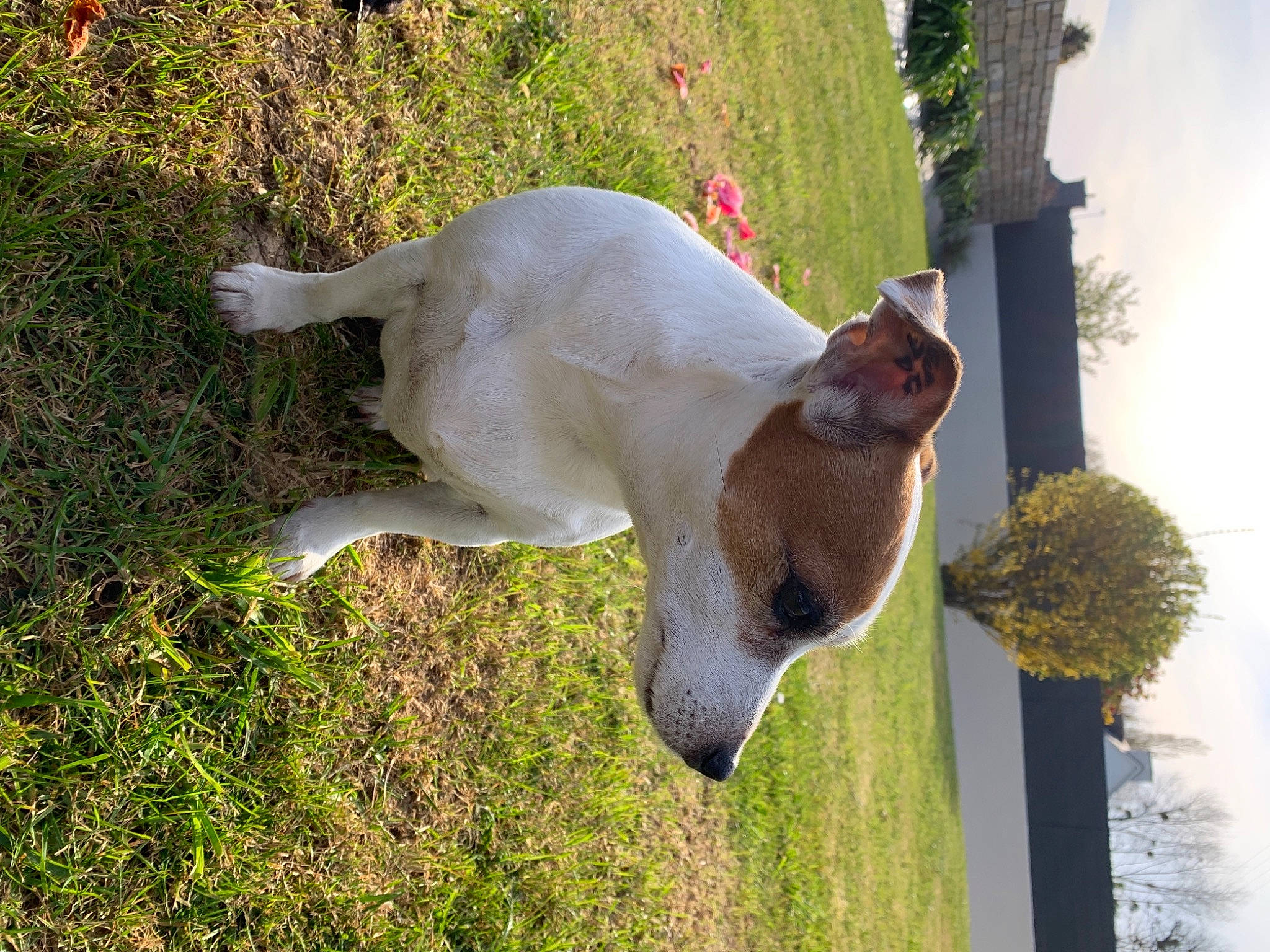 Ioullaouen participe au concours pour gagner de l'argent avec cette photo : canidae, carnivore, collar, companion_dog, dog, dog_breed, fawn, fur, grass, grass_family, non_sporting_group, plant, snout, sporting_group, tail, terrestrial_animal, tree, water, wildlife, wood
