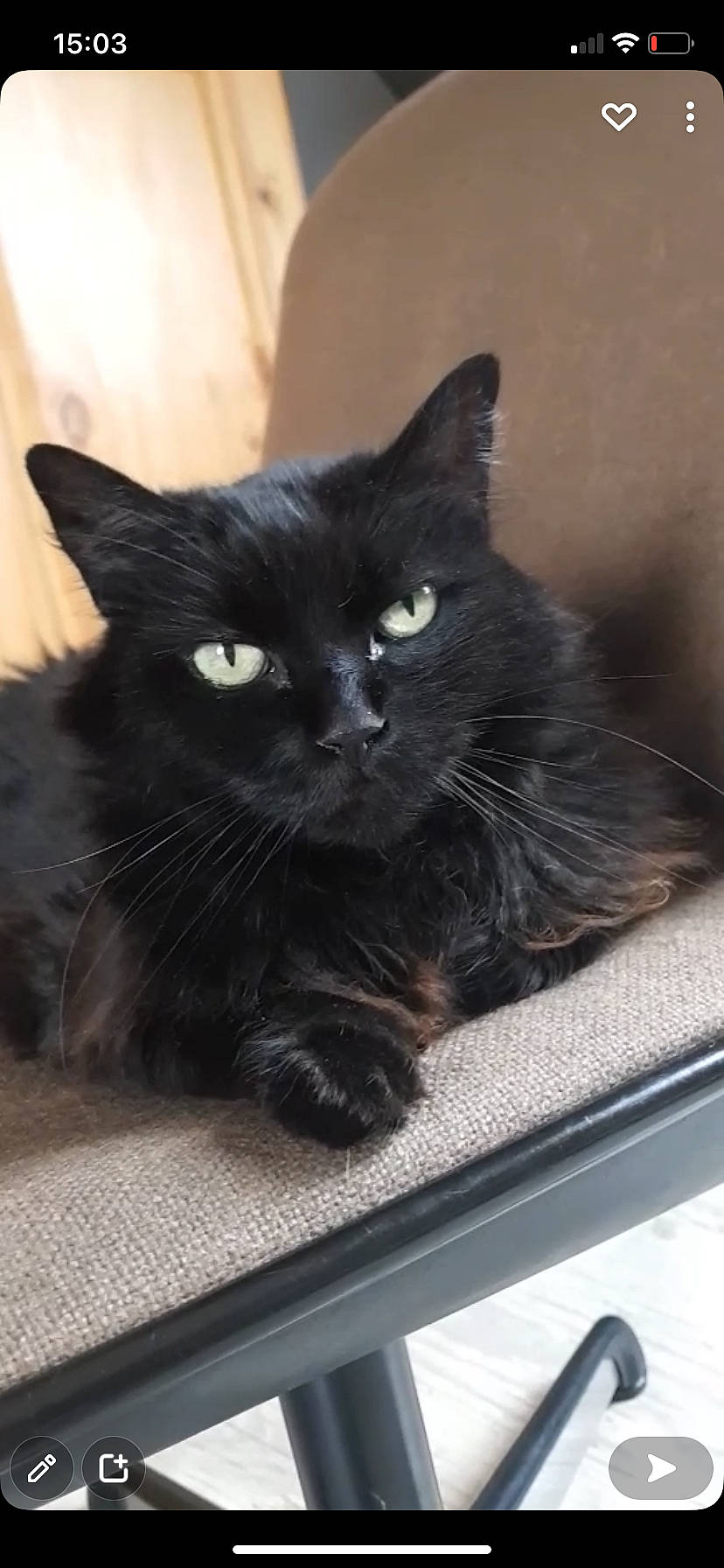 Chatounette participe au concours pour gagner de l'argent avec cette photo : black_cat, bombay, carnivore, cat, claw, comfort, domestic_short_haired_cat, felidae, fur, grey, iris, paw, sitting, small_to_medium_sized_cats, snout, tail, terrestrial_animal, whiskers, window, windshield