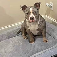 Sky is registered to the contest to win money with this photo: dog, pet, indoor, bed, floor, wall, power_outlet, gray, white, sitting, canine, animal, fur, ears, paw, domestic_animal, resting, corner, wood_floor, looking