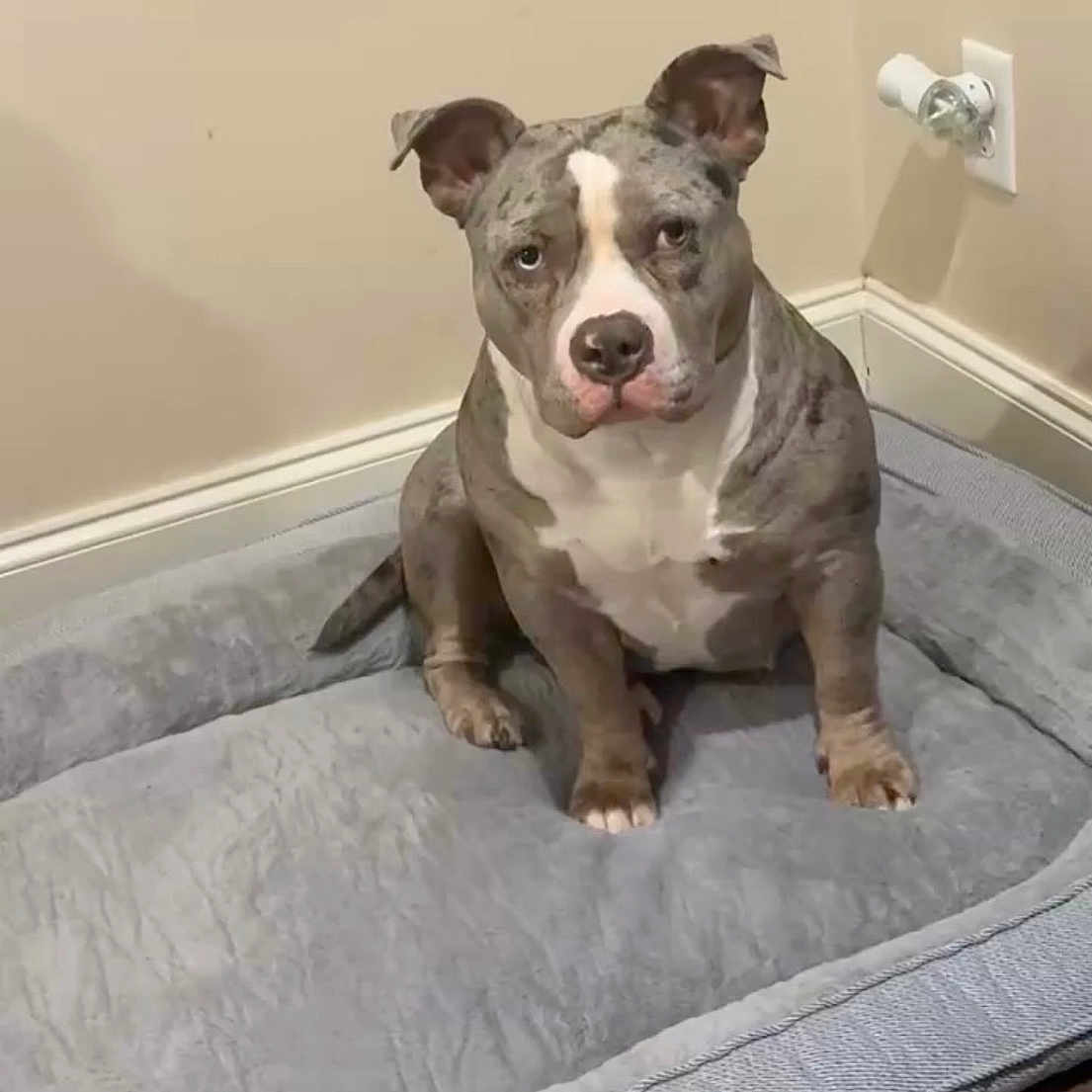 Sky is registered to the contest to win money with this photo: dog, pet, indoor, bed, floor, wall, power_outlet, gray, white, sitting, canine, animal, fur, ears, paw, domestic_animal, resting, corner, wood_floor, looking