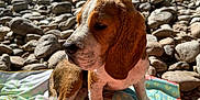 Arya participe au concours pour gagner de l'argent avec cette photo : puppy, beagle, dog, outdoor, rocks, blanket, sunlight, nature, pet, animal, sitting, young, cute, ears, fur, portrait, daylight, peaceful, colorful, closeup