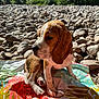 puppy, beagle, dog, outdoor, rocks, blanket, sunlight, nature, pet, animal, sitting, young, cute, ears, fur, portrait, daylight, peaceful, colorful, closeup