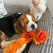 Arya a rejoint le concours — aidez-le/la à gagner de superbes lots ! beagle, puppy, sleeping, toy, plush_toy, rope_toy, cushion, gray, cozy, indoor, pet, animal, cute, soft, resting, snout, ears, white, brown, black