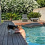 Arya a rejoint le concours — aidez-le/la à gagner de superbes lots ! man, dog, beagle, pool, swimming_pool, outdoor, deck, wooden_deck, sunny, greenery, flowers, plants, relaxing, summer, water, leisure, pet, animal, backyard, chair