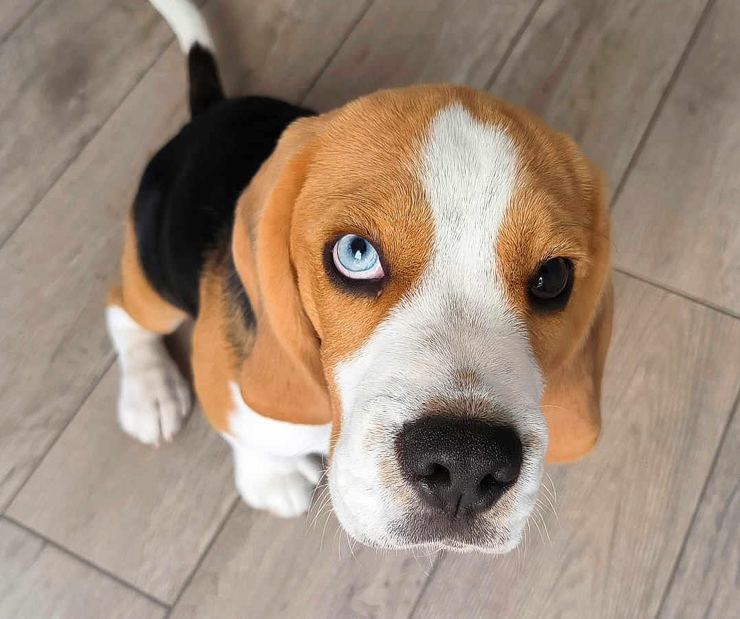 Arya