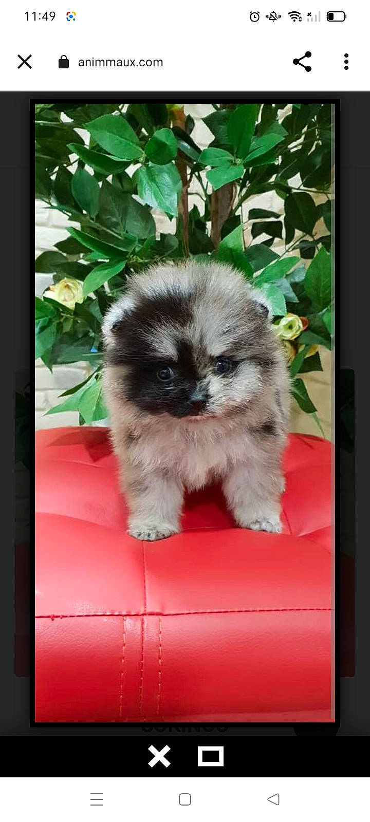 Poupi participe au concours pour gagner de l'argent avec cette photo : art, canidae, carnivore, companion_dog, dog_breed, fawn, felidae, fur, grass, photo_caption, picture_frame, plant, puppy, rectangle, small_to_medium_sized_cats, snout, terrestrial_animal, toy_dog, whiskers, wildlife