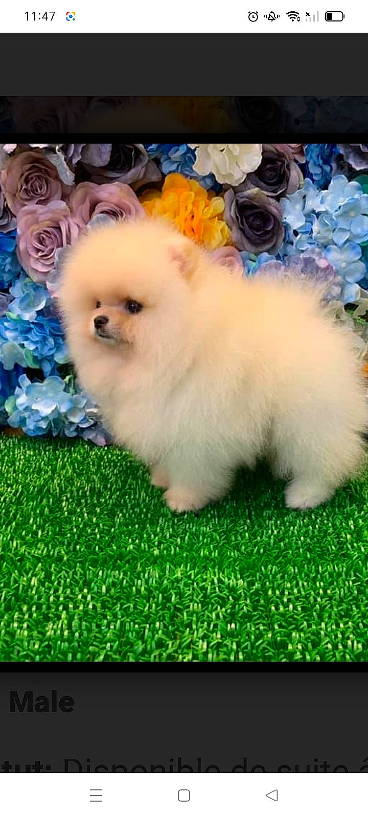 Nina participe au concours pour gagner de l'argent avec cette photo : canidae, carnivore, companion_dog, dog, dog_breed, electric_blue, fawn, flower, fur, grass, green, maltepoo, non_sporting_group, petal, plant, rose, spitz, sporting_group, toy_dog, working_animal