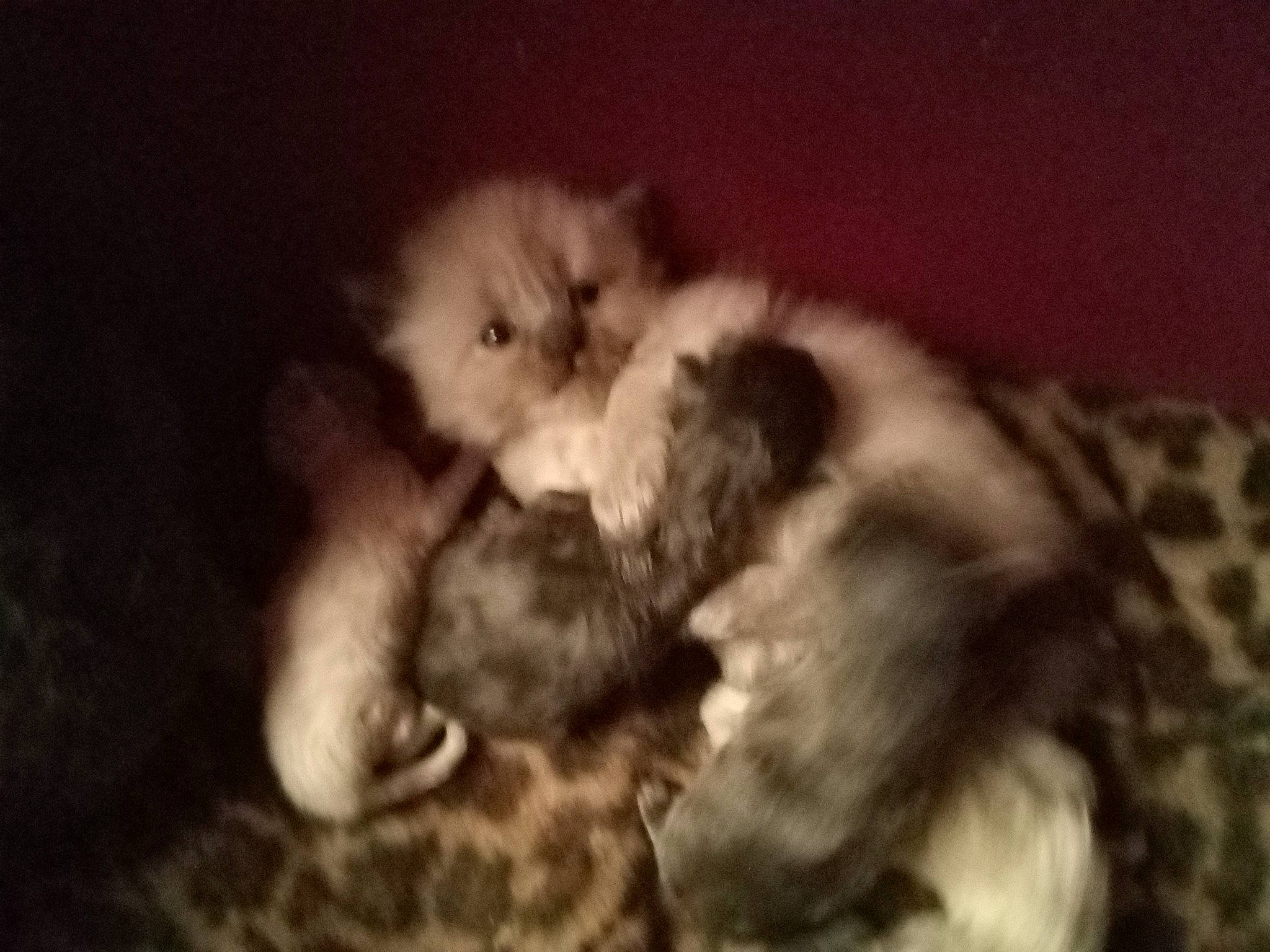 Mila participe au concours pour gagner de l'argent avec cette photo : baby, canidae, carnivore, cat, comfort, companion_dog, dog_breed, fawn, felidae, fur, nap, paw, rabbits_and_hares, small_to_medium_sized_cats, snout, sporting_group, tail, terrestrial_animal, toy_dog, whiskers