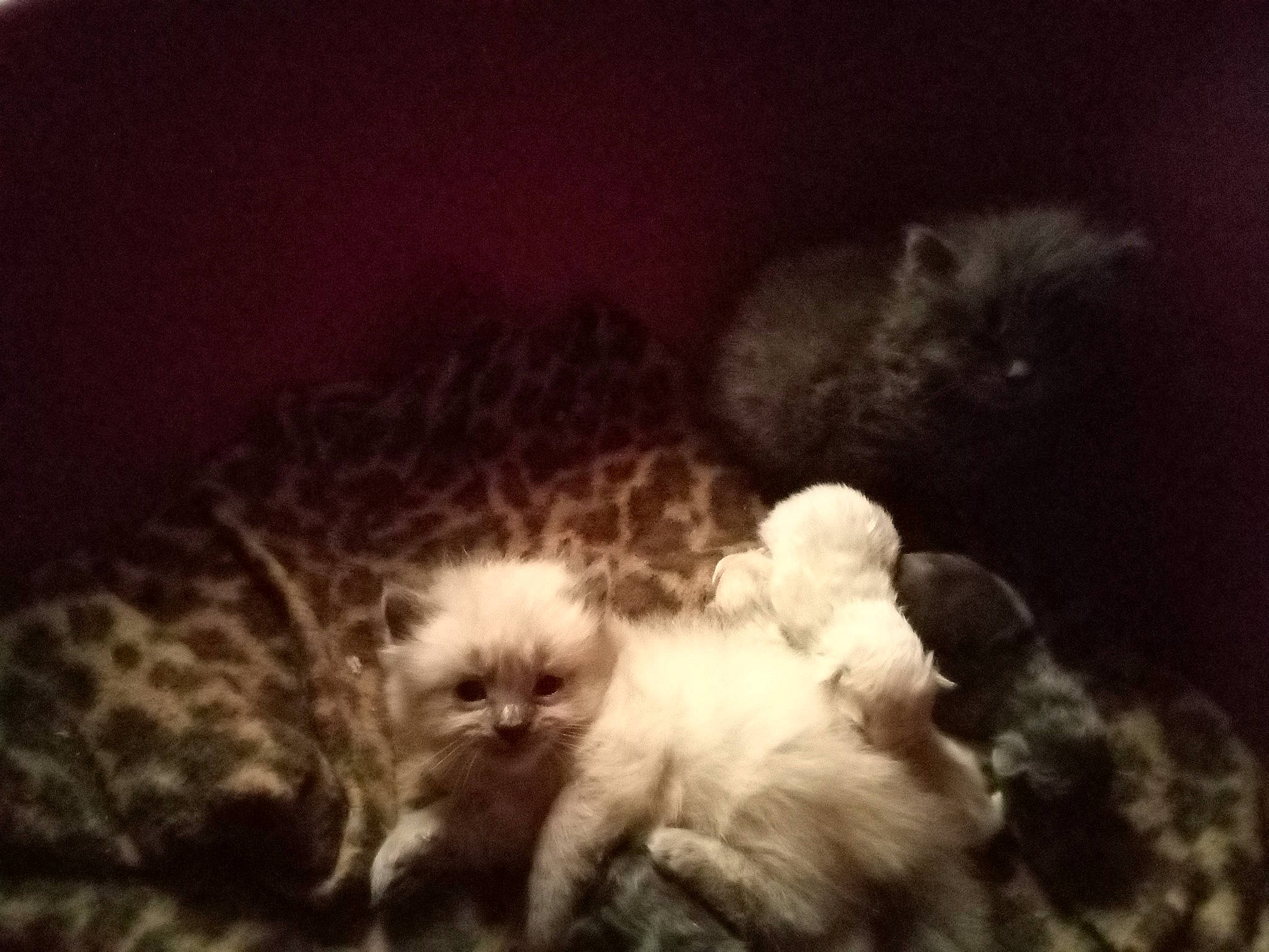 Mila a rejoint le concours — aidez-le/la à gagner de superbes lots ! canidae, carnivore, cat, claw, comfort, companion_dog, darkness, dog_breed, felidae, fur, nap, paw, small_to_medium_sized_cats, snout, still_life_photography, tail, terrestrial_animal, toy_dog, vertebrate, whiskers