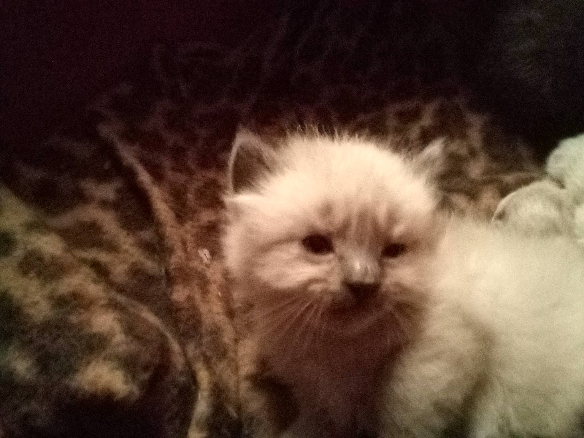 Mila participe au concours pour gagner de l'argent avec cette photo : british_longhair, carnivore, cat, close_up, fawn, felidae, fur, paw, persian, ragdoll, small_to_medium_sized_cats, snout, terrestrial_animal, toy_dog, whiskers