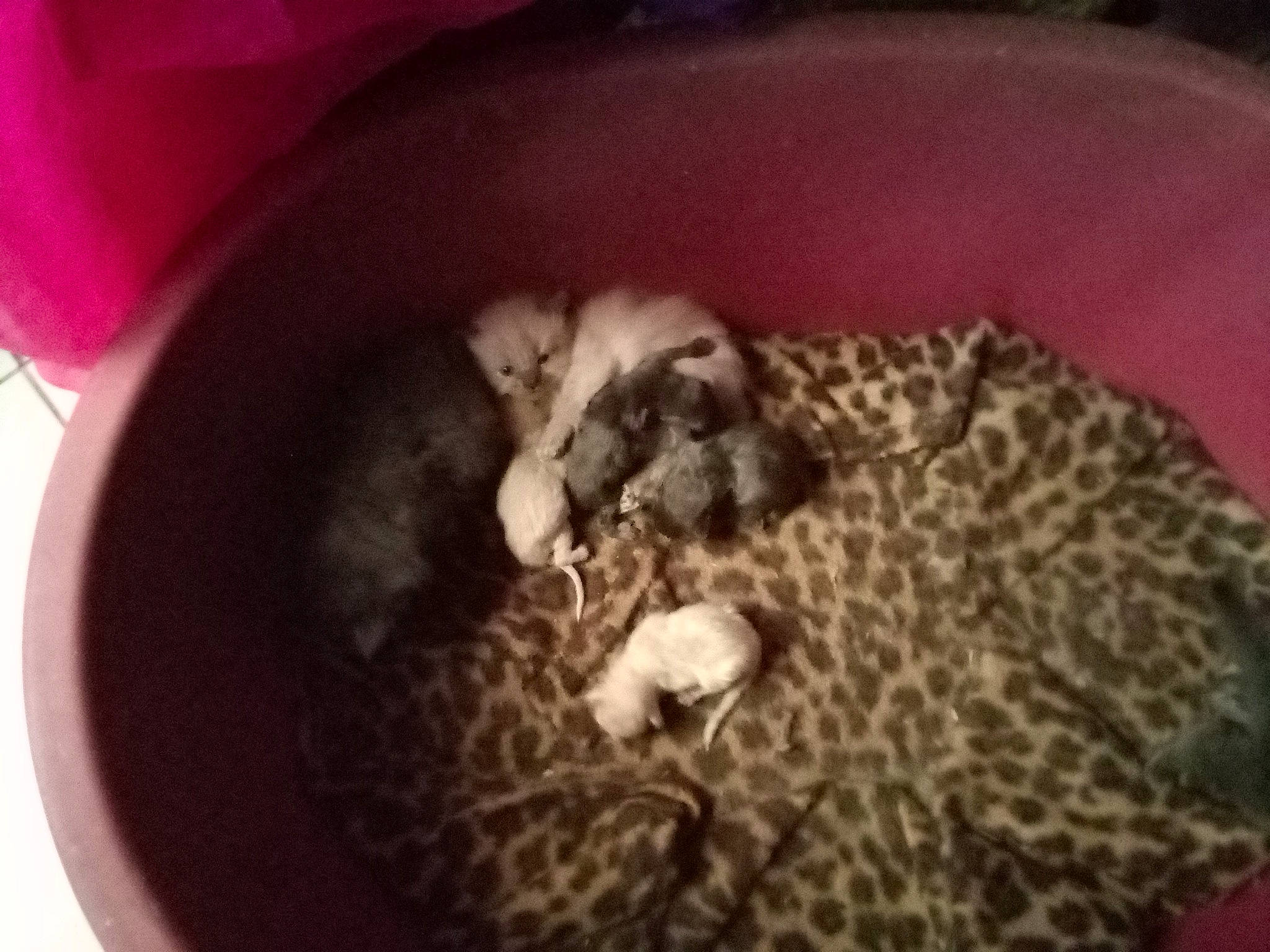 Mila participe au concours pour gagner de l'argent avec cette photo : animal_feed, canidae, carnivore, cat_bed, cat_supply, comfort, companion_dog, dog_breed, fawn, felidae, fur, mammal, pet_supply, rodent, small_to_medium_sized_cats, snout, sporting_group, tail, terrestrial_animal, whiskers