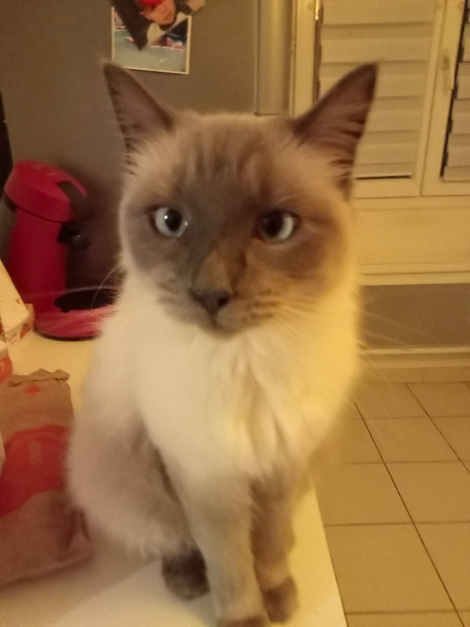 Souchi a rejoint le concours — aidez-le/la à gagner de superbes lots ! birman, carnivore, cat, claw, domestic_short_haired_cat, fawn, felidae, flooring, fur, hardwood, luggage_and_bags, musical_instrument, paw, small_to_medium_sized_cats, snout, tail, tile_flooring, whiskers