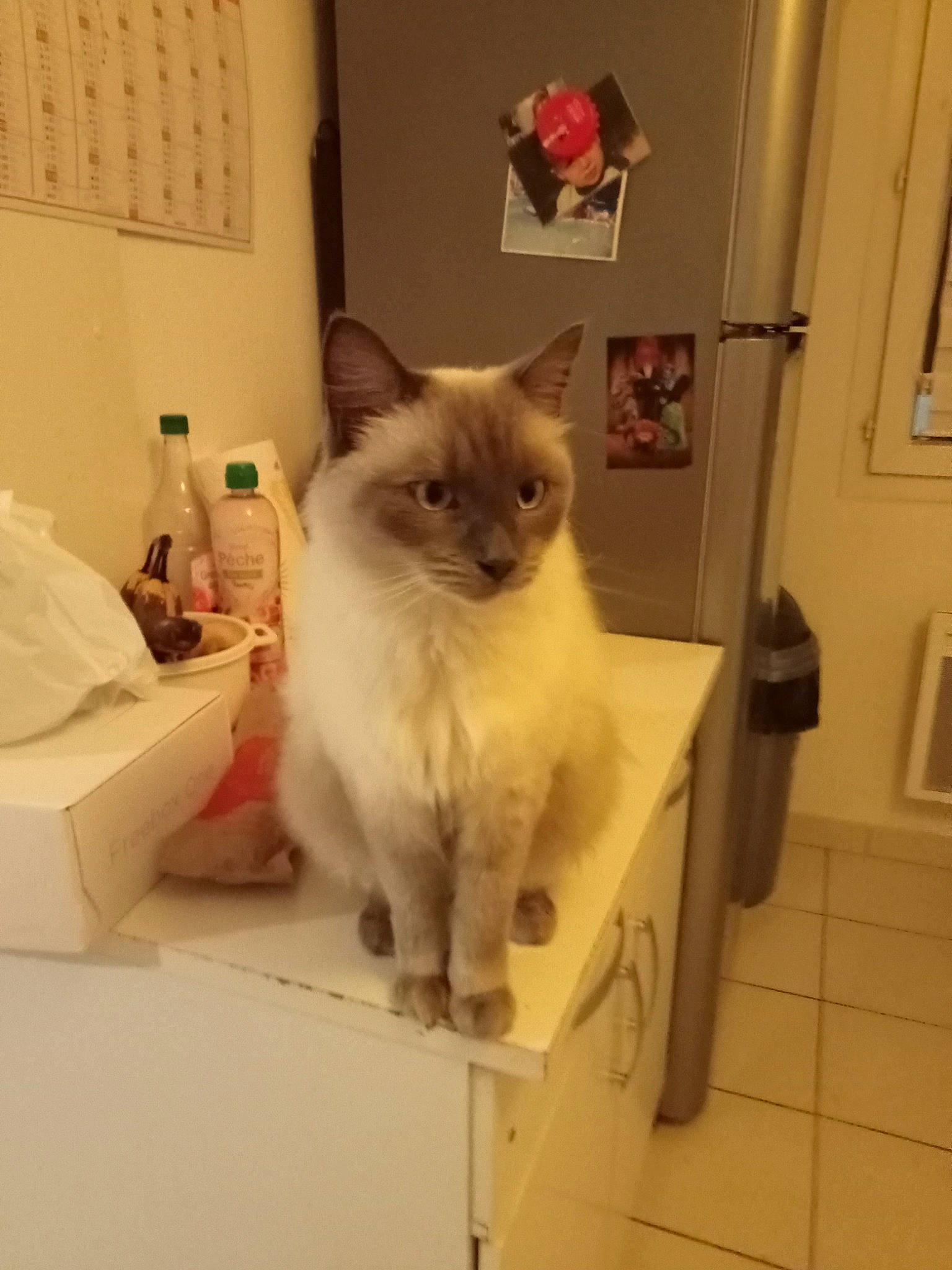 Souchi participe au concours pour gagner de l'argent avec cette photo : balinese, birman, box, carnivore, cat, chair, door, fawn, felidae, flooring, fur, gas, light_switch, ragdoll, siamese, small_to_medium_sized_cats, tail, thai, wall_plate, whiskers