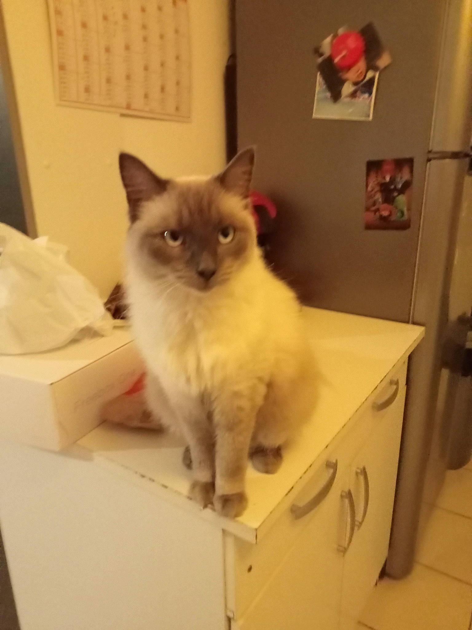 Souchi a rejoint le concours — aidez-le/la à gagner de superbes lots ! balinese, birman, box, cabinetry, carnivore, cat, domestic_short_haired_cat, fawn, felidae, flooring, fur, paw, siamese, small_to_medium_sized_cats, snout, tail, thai, tonkinese, whiskers, wood