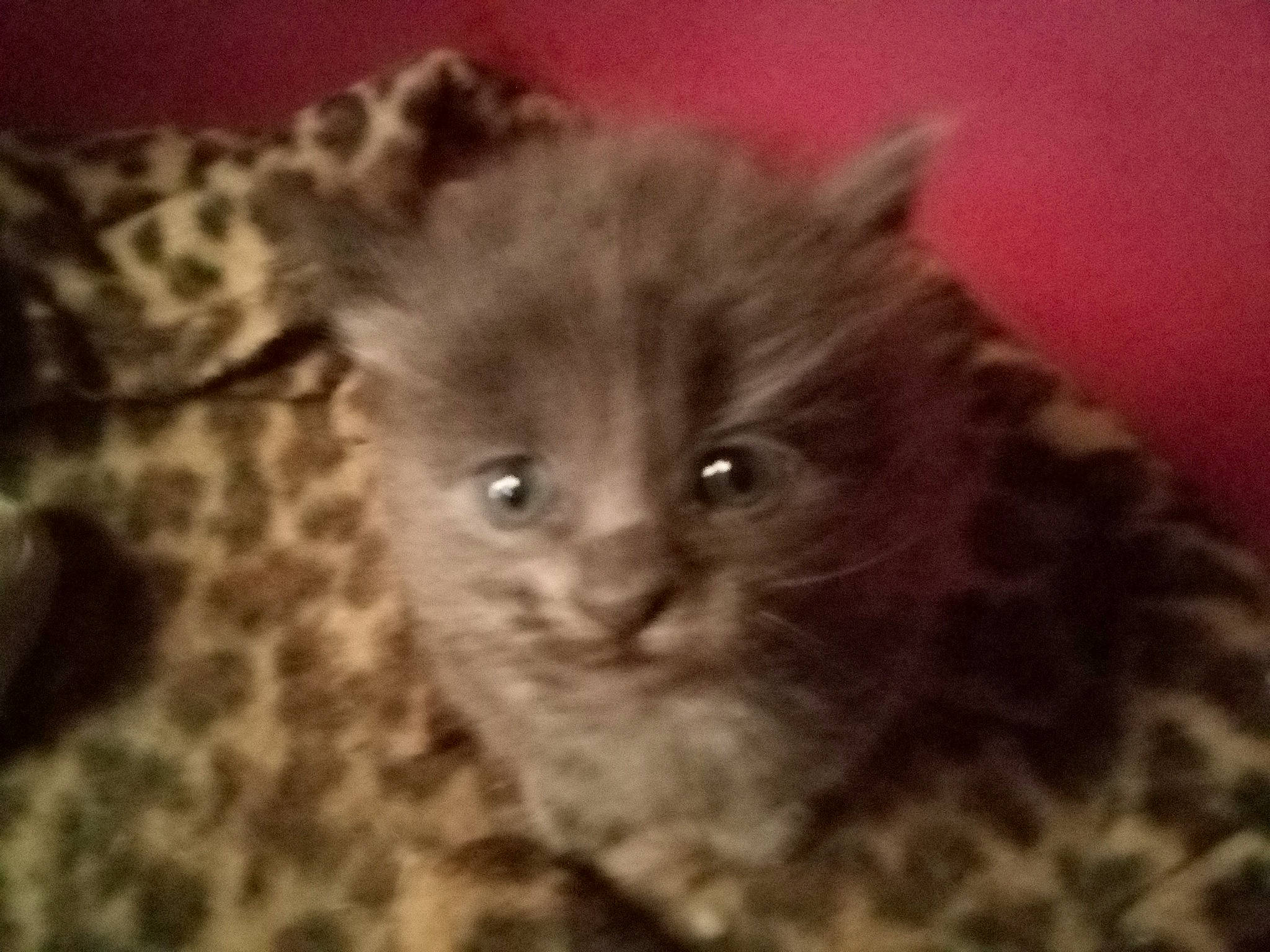 Bella participe au concours pour gagner de l'argent avec cette photo : carnivore, cat, domestic_short_haired_cat, ear, eye, fawn, felidae, fur, hair, head, iris, small_to_medium_sized_cats, snout, terrestrial_animal, whiskers