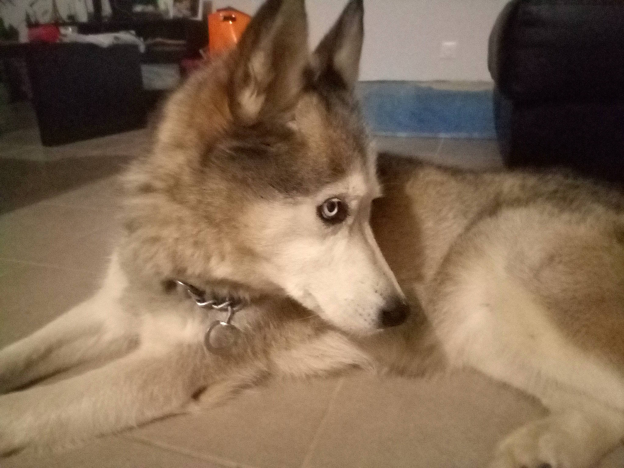 Aliriche a rejoint le concours — aidez-le/la à gagner de superbes lots ! ancient_dog_breeds, canidae, carnivore, chair, companion_dog, dog, dog_breed, dog_supply, fawn, fur, non_sporting_group, sled_dog, snout, sporting_group, terrestrial_animal, whiskers, working_animal, working_dog