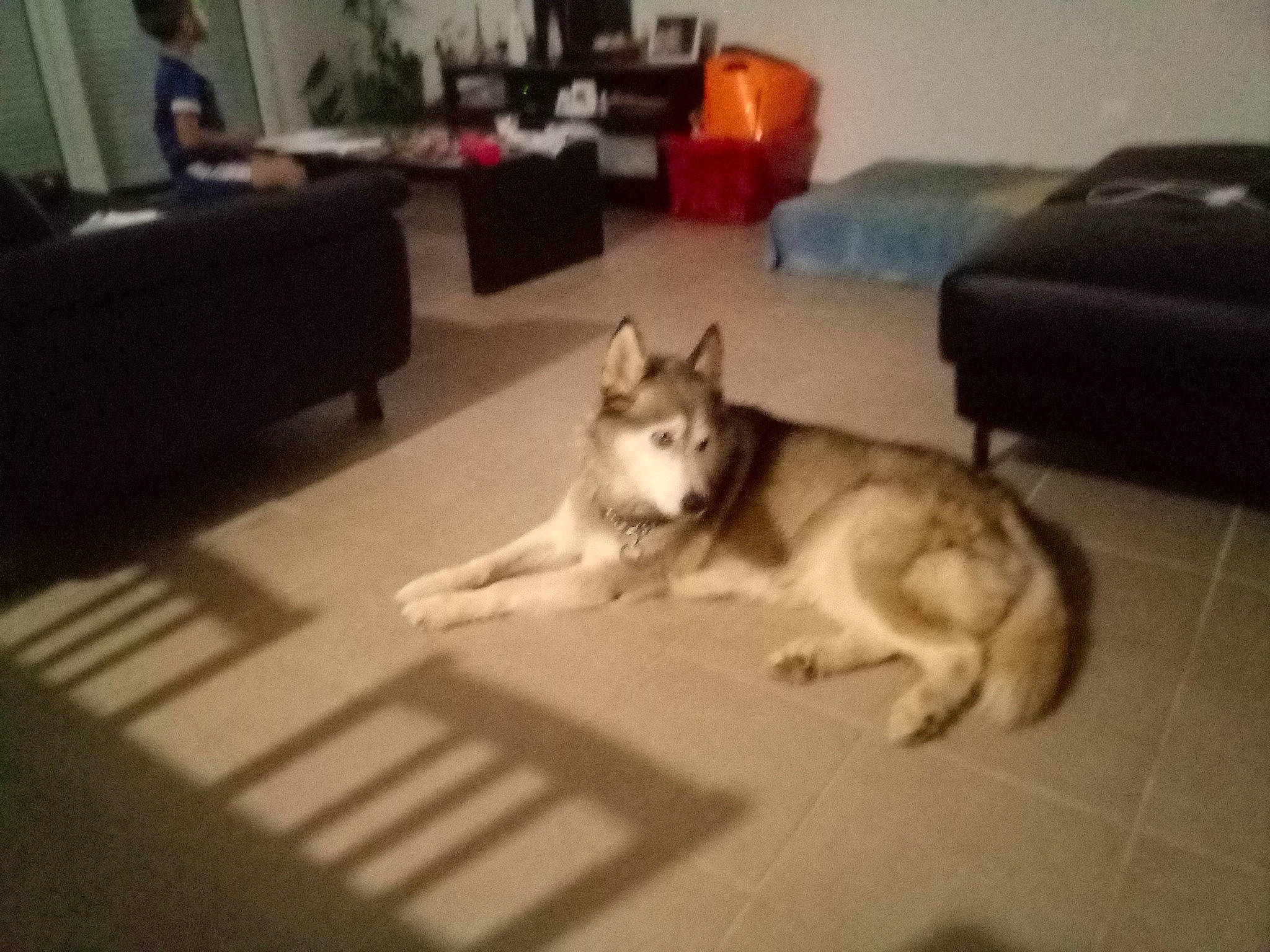 Aliriche a rejoint le concours — aidez-le/la à gagner de superbes lots ! carnivore, comfort, companion_dog, couch, dog, dog_breed, floor, flooring, furniture, grey, hardwood, lighting, living_room, picture_frame, room, siberian_husky, sled_dog, table, television, wood