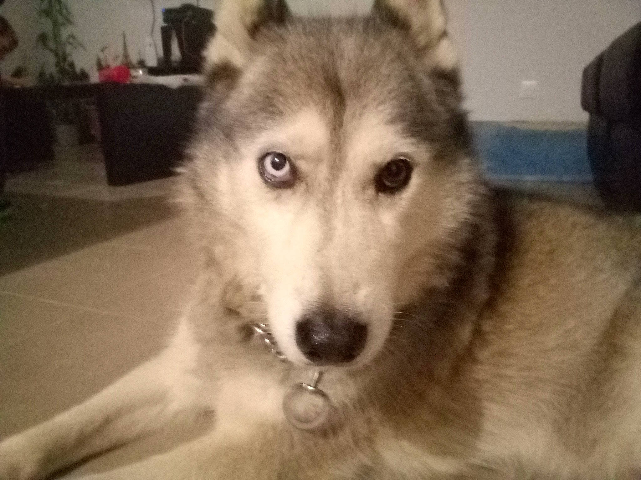 Aliriche participe au concours pour gagner de l'argent avec cette photo : ancient_dog_breeds, canidae, canis, carnivore, companion_dog, dog, dog_breed, fur, houseplant, jaw, plant, sled_dog, snout, sporting_group, terrestrial_animal, whiskers, wildlife, wolf, working_animal, working_dog