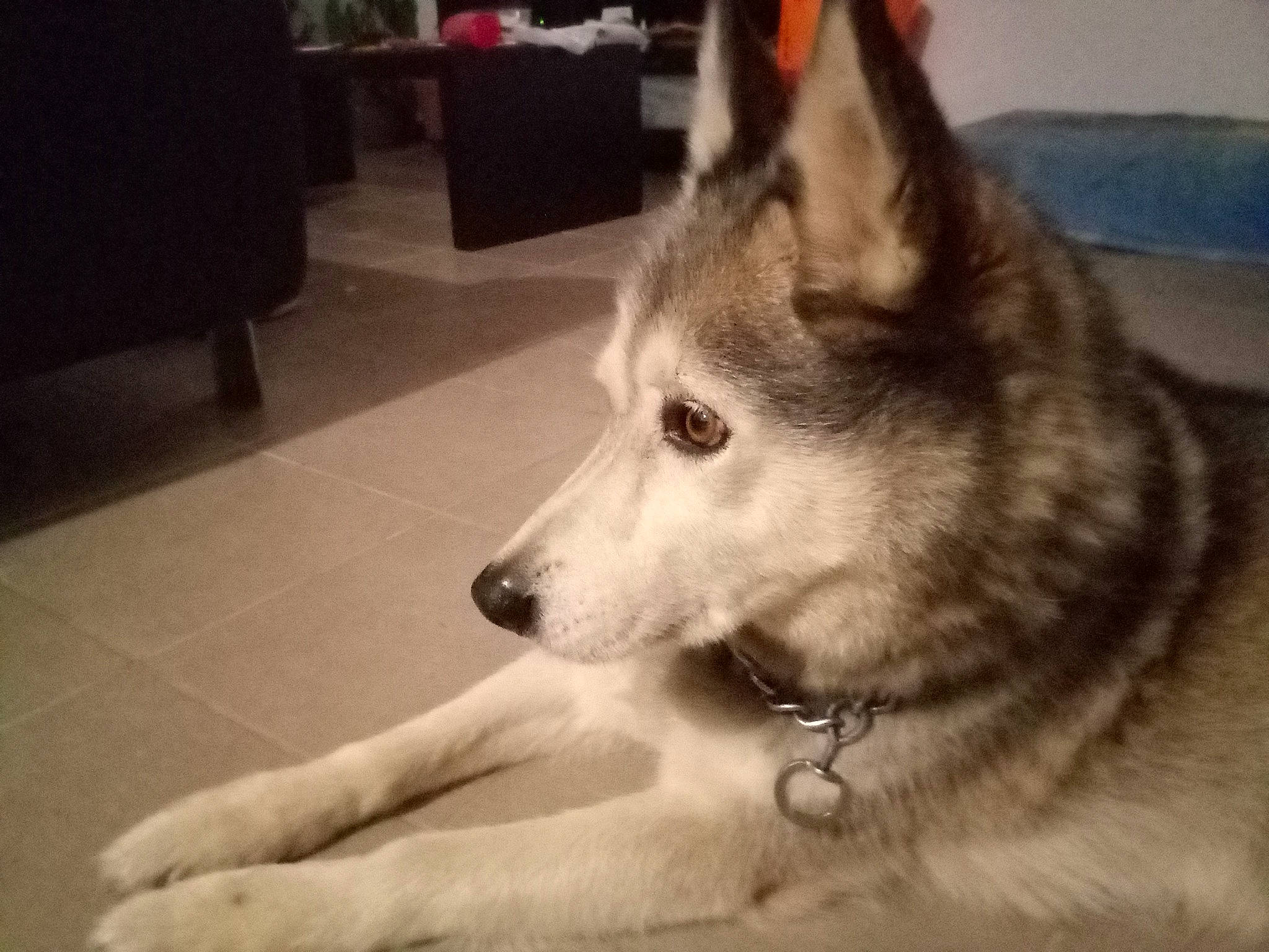 Aliriche a rejoint le concours — aidez-le/la à gagner de superbes lots ! ancient_dog_breeds, canidae, canis, carnivore, companion_dog, dog, dog_breed, fawn, flooring, fur, siberian_husky, sled_dog, snout, sporting_group, terrestrial_animal, whiskers, wolf, wood, working_animal, working_dog