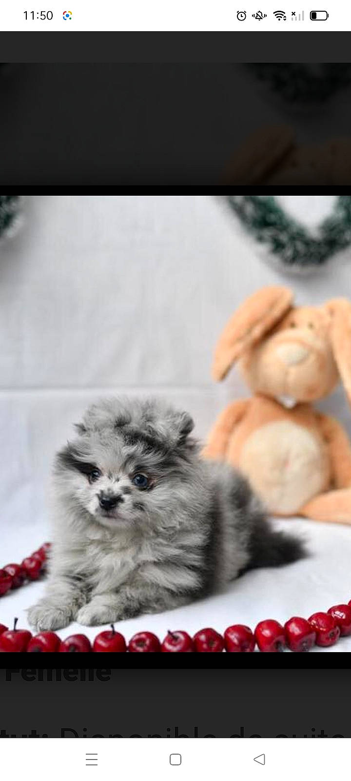 Emira a rejoint le concours — aidez-le/la à gagner de superbes lots ! carnivore, comfort, companion_dog, dog, dog_breed, dog_supply, fawn, fur, maltepoo, non_sporting_group, paw, photo_caption, snout, tableware, terrestrial_animal, toy_dog, whiskers, working_animal