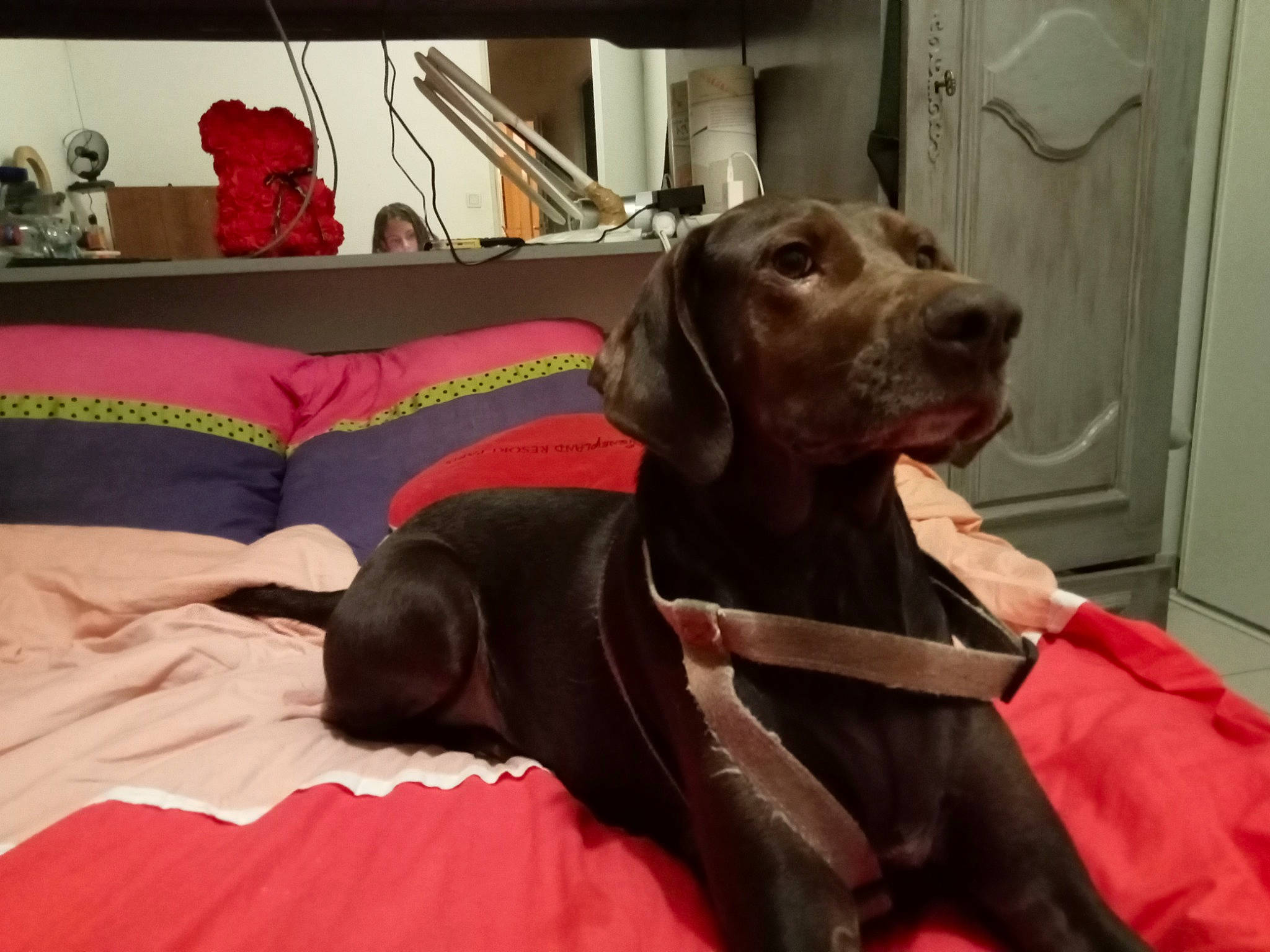 Nouchca a rejoint le concours — aidez-le/la à gagner de superbes lots ! borador, carnivore, collar, comfort, companion_dog, dog, dog_breed, dog_collar, dog_supply, door, fur, guard_dog, gun_dog, labrador_retriever, liver, pet_supply, pointing_breed, retriever, sporting_group, working_animal