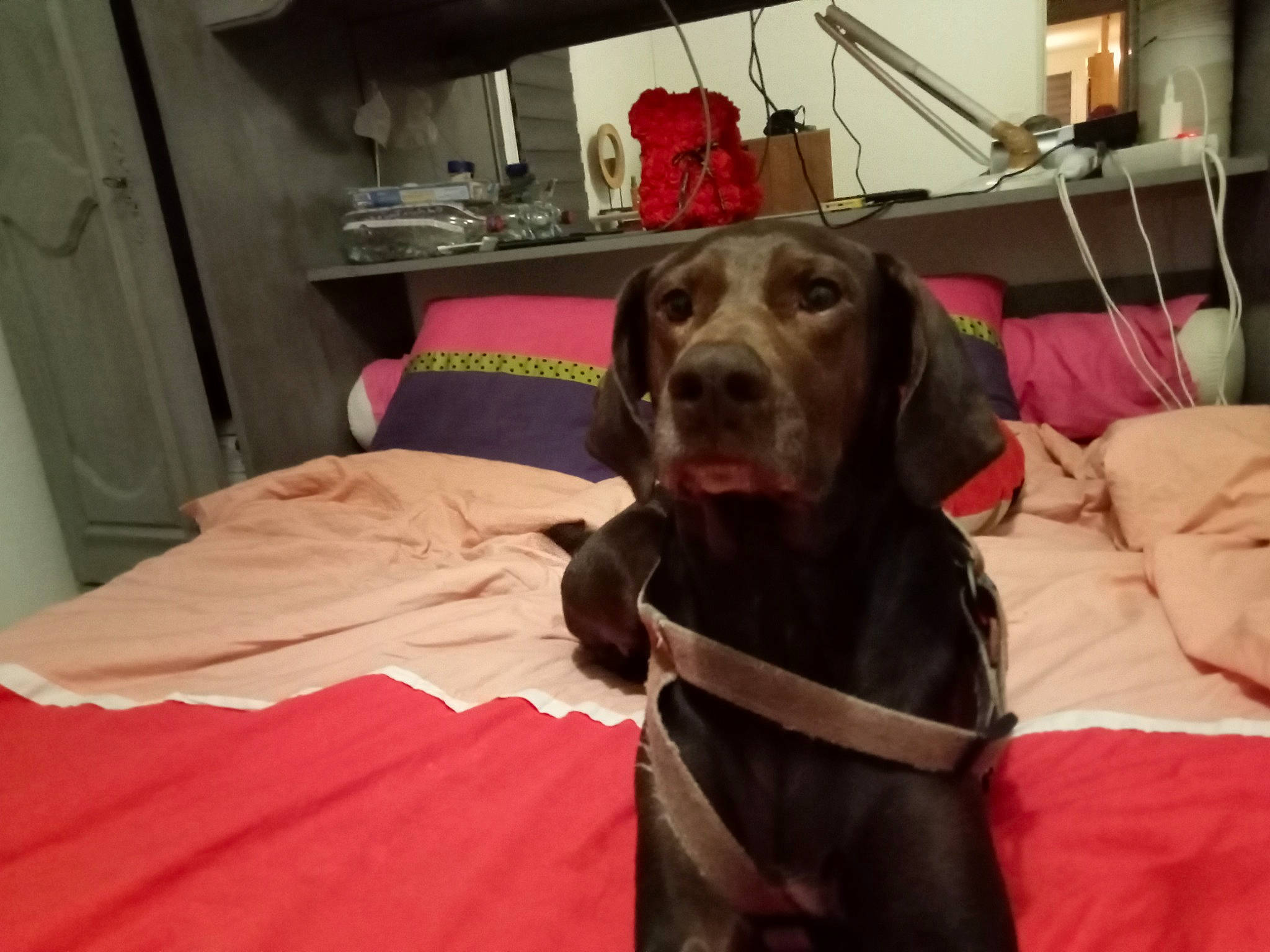 Nouchca participe au concours pour gagner de l'argent avec cette photo : borador, carnivore, collar, comfort, companion_dog, dog, dog_breed, dog_collar, dog_supply, fawn, flooring, fur, guard_dog, gun_dog, lamp, liver, pet_supply, retriever, sporting_group, working_animal