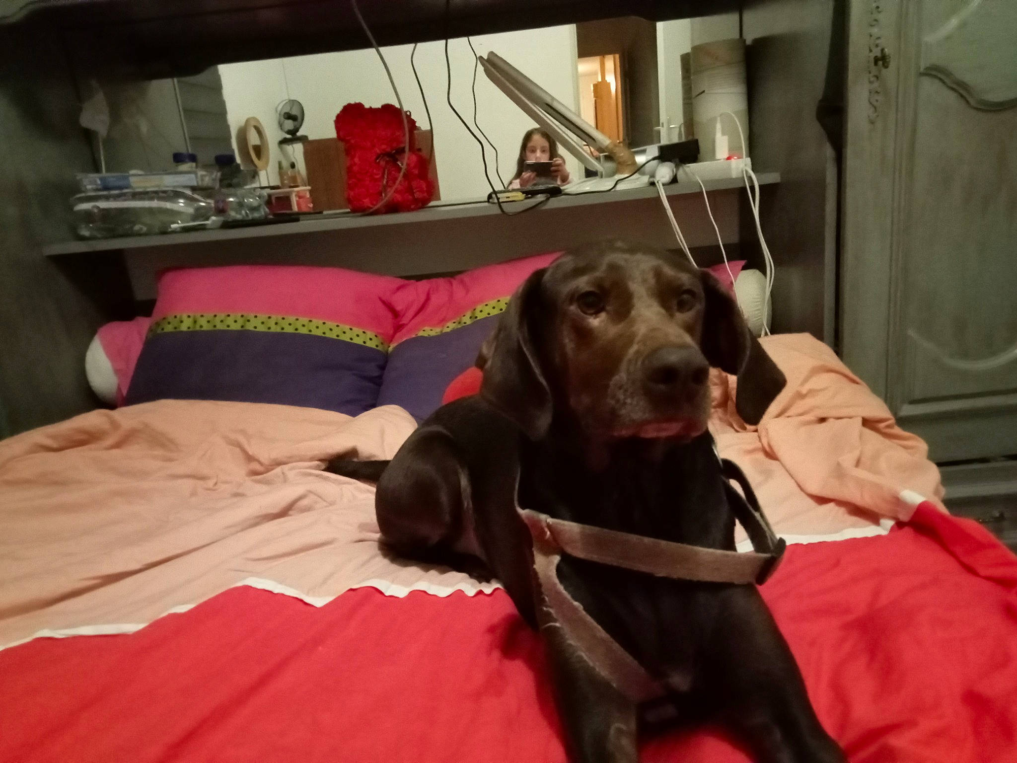 Nouchca a rejoint le concours — aidez-le/la à gagner de superbes lots ! borador, canidae, carnivore, collar, comfort, companion_dog, dog, dog_breed, dog_collar, dog_supply, event, fur, guard_dog, gun_dog, liver, pointing_breed, retriever, room, sporting_group, working_animal