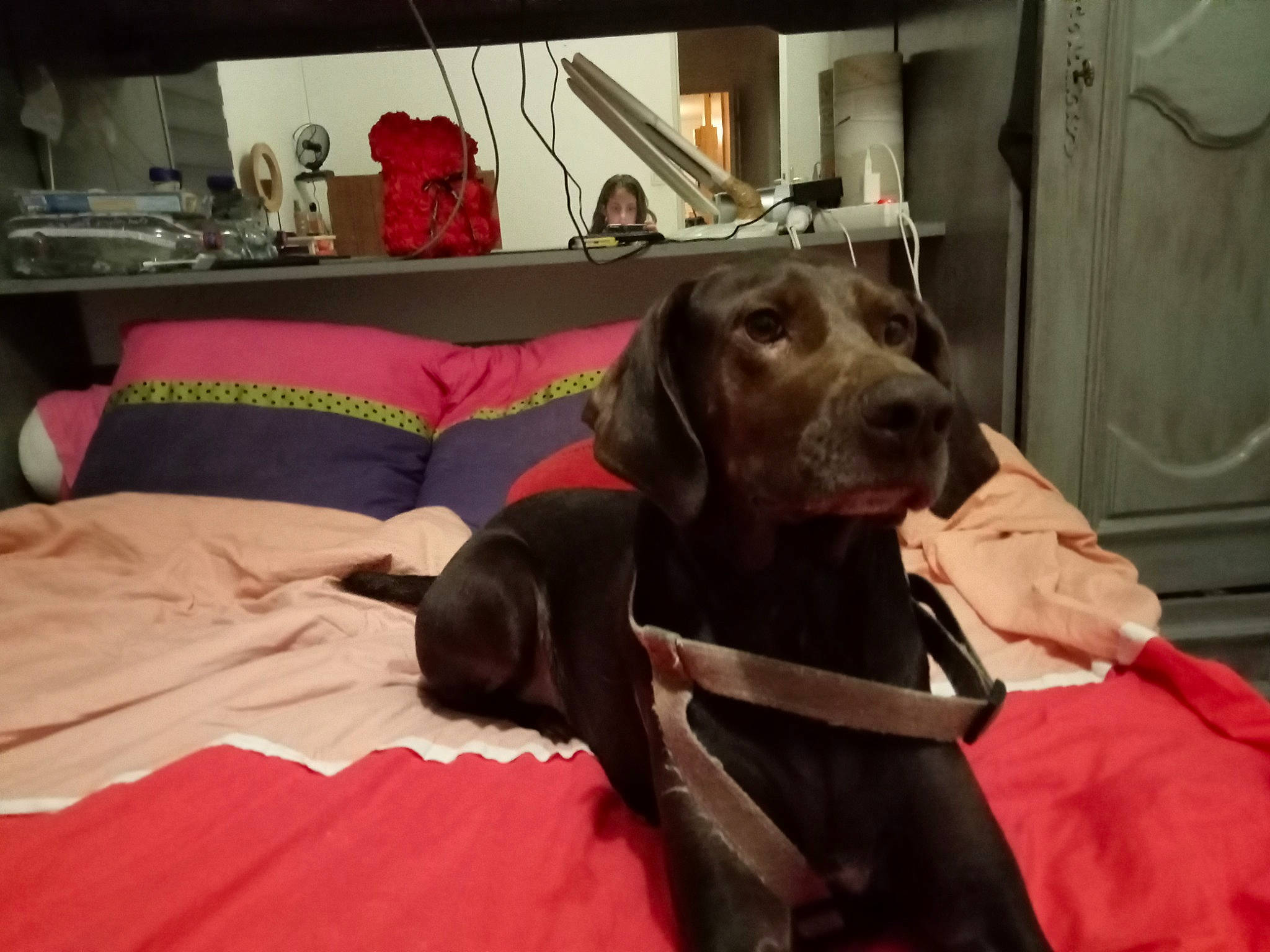 Nouchca participe au concours pour gagner de l'argent avec cette photo : borador, canidae, carnivore, collar, comfort, companion_dog, dog, dog_breed, dog_collar, dog_supply, fawn, fur, guard_dog, gun_dog, liver, pointing_breed, room, snout, sporting_group, working_animal