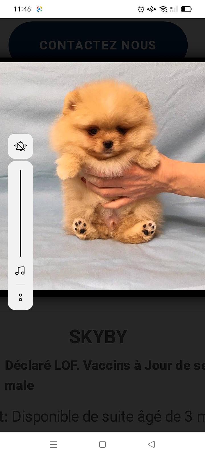 Mimi a rejoint le concours — aidez-le/la à gagner de superbes lots ! canidae, carnivore, companion_dog, dog, dog_breed, fawn, font, fur, german_spitz, gesture, paw, photo_caption, scale, screenshot, snout, sporting_group, stuffed_toy, toy, toy_dog, white