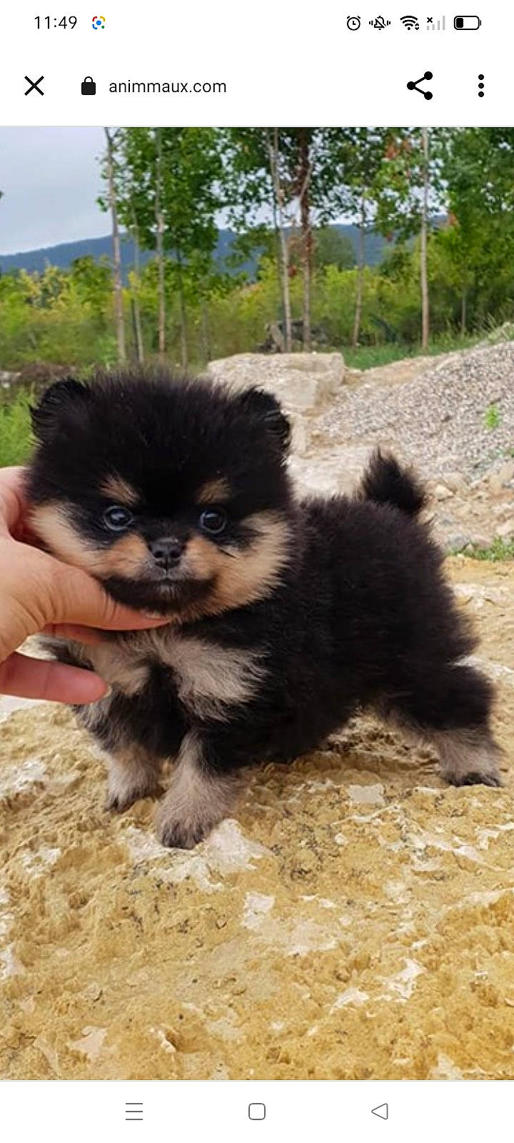 Skipe a rejoint le concours — aidez-le/la à gagner de superbes lots ! canidae, carnivore, companion_dog, dog, dog_breed, fawn, fur, jungle, paw, plant, shrubland, sky, snout, soil, sporting_group, terrestrial_animal, toy_dog, tree, wildlife, working_animal